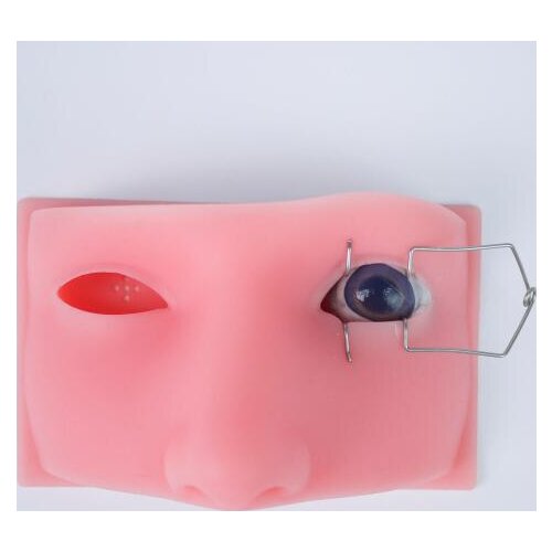 Ophthalmology Human Head Model Micromanipulation eye Eyeball structure training model