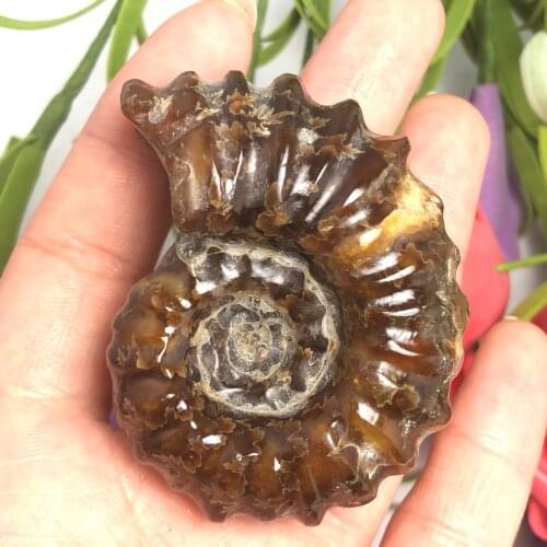 Natural Polished "Goat Horn" Fossil Ammonite Conch Douvilleiceras Madagascar Mineral Specimen