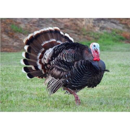 5D Diy full Square Round drill diamond painting turkey Cross stitch animal diamond embroidery Rhinestone Mosaic Diamond mazayka