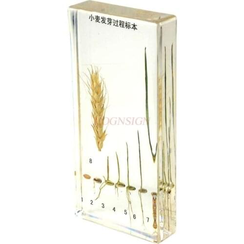 Childrens cognitive kindergarten teaching wheat specimen plant seed germination during wheat seed germination