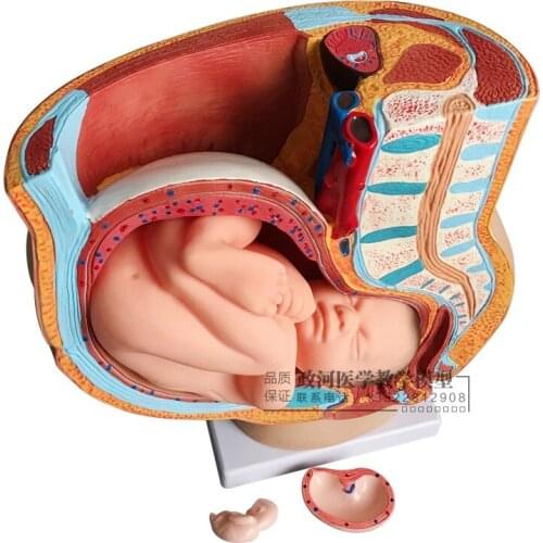 Female sagittal anatomical model (4 parts) pelvic pregnancy nine months baby model