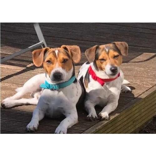 3d picture of rhinestones diamond embroidery dog jack russel 5d diy diamond painting square round,diamond,cross-stitch C892