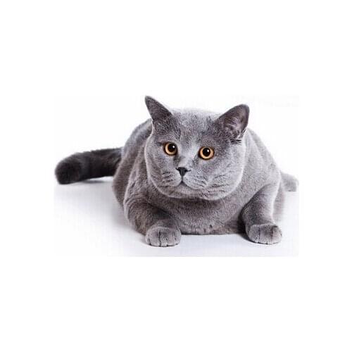 5D Diamond Embroidery Animal Diamond Cross Stitch Resin Square/round Diamond Decorative Diy Diamond Painting Lovely Cat