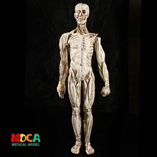 Drawing of life in art studio simulation of male skeleton whole body muscle structure still life sketch teaching model RTSM107
