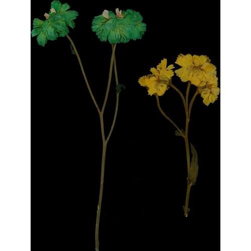 10 Pieces Dried Real Flowers Multicolored Daisy for DIY Phone Case