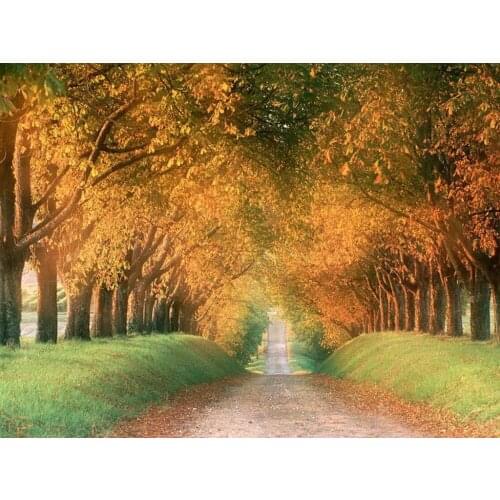 Needlework,Embroidery,DIY Autumn woods Scenery Forest 14CT Counted Cross stitch kits,Art Pattern sets Cross-Stitching decor