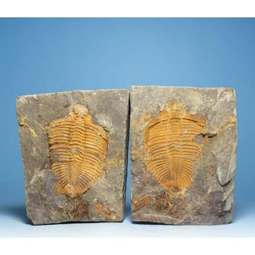 Toys negative crown molding off Trilobite fossil specimens insect fossils natural stone