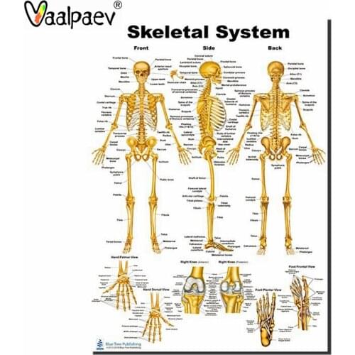 Professional Human Skeleton Poster Technology Learning Aids Homeschool Supplies Medical Educational Toy Steam Science Wall Decor