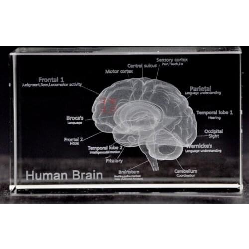 English version of the 3 d crystal inside carving furnishing articles brain anatomical structure schematic brain model