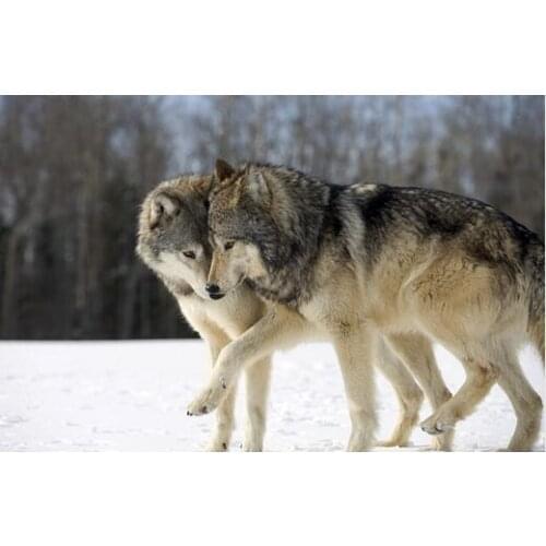 Wolves couple winter snow world forest Home Decoration Canvas Painting Poster Wall Pictures 2020 animals painting