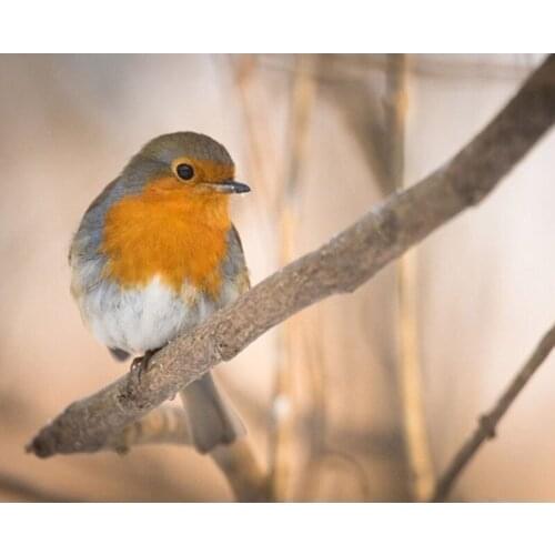 Painting By Numbers DIY Dropshipping Digital Branch Bird 40x50CM Animal DIY Handmade For Living Room Wall Decor Oil Painting