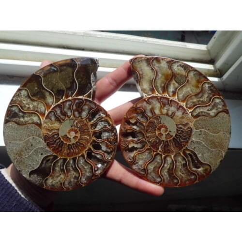 436g 2 Half Cut Ammonite Shell Jurrassic Fossil Madagascar