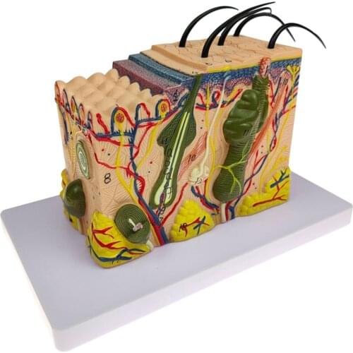 1 Piece 35X Skin Structure Model 3D Model for Teaching Material