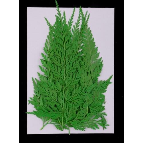 12 Pieces 11.5 13 Cm Long Real Pressed Leaves. Dried Flowers