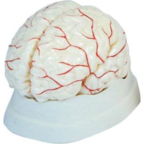 BIX-A1041 The Cerebral Artery Model Medical Aids WBW304