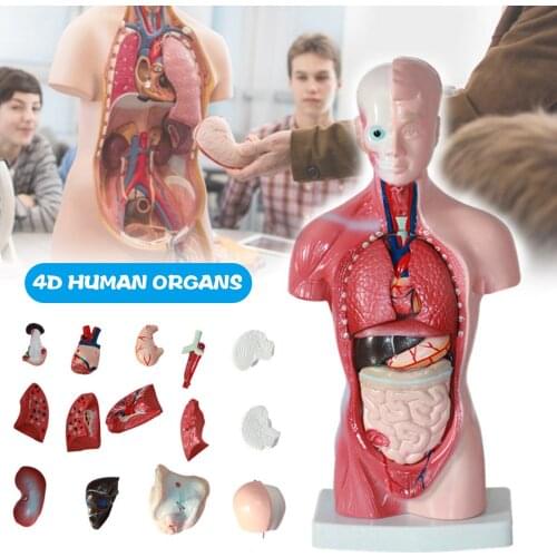 1Set 4D Anatomical Assembly Model Of Human Organs Home Room DIY Decoration Accessories Ornament Small Size Model Dropshipping