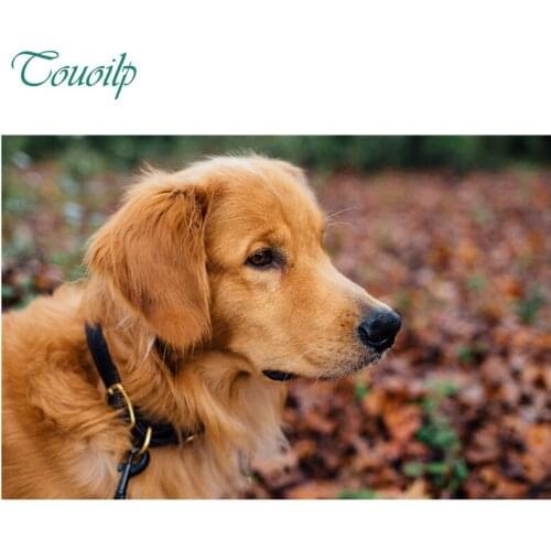 5D diamond painting cross stitch round&square Rhinestones embroidery plastic crafts Cute Golden Retriever Full diamond painting