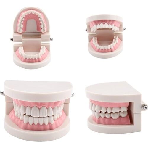 Dental Teeth Model Oral Care Teeth Cleaning For Early Teaching&Dentist Clear Gum 28-teeth Teeth Mode