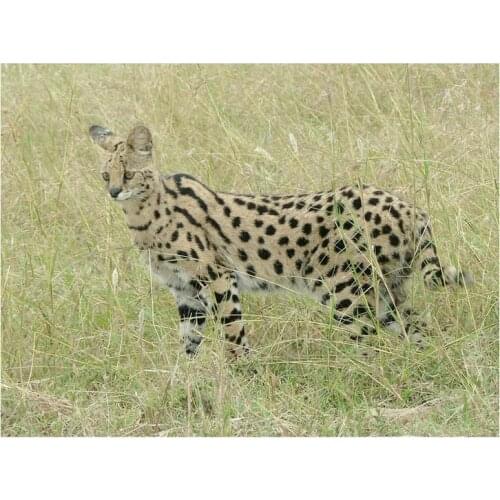 Animal 5d diy diamond painting big cat leopard full square 3d diamond mosaic kit embroidery crafts decoration