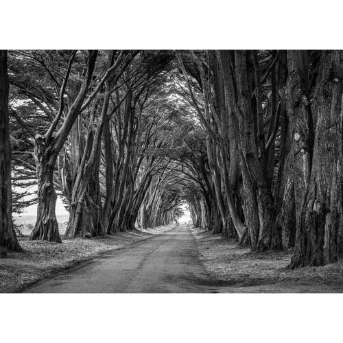 Grey Forest Avenue Photography Backdrops Mysterious Vinyl Shoot Backgrounds for Portrait Children Photophone Props Photo Studio