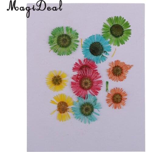 10pcs Colorful Chrysanthemum Flowers Pressed Dried Flowers for Art Craft Jewelry Making