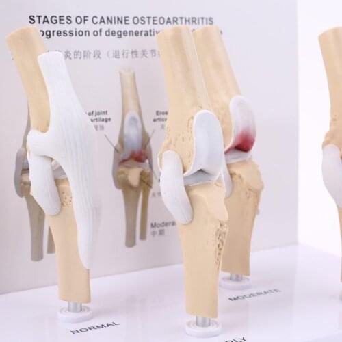 Animal Dog Canine Knee Joint Model Skeleton Veterinary Teaching Research Display Instrument Study Teaching Tool