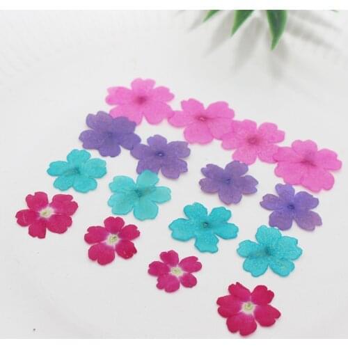 250pcs 1-2cm Pressed Dried Dyed Verbena Flower Plant Herbarium For Jewelry Photo Frame Phone Case Bookmark Craft Making DIY