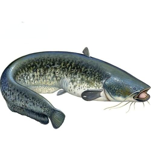 Car Stickers Decor Motorcycle Decals Catfish Camper Vinyl Decorative Accessories Waterproof PVC,13cmx7cm