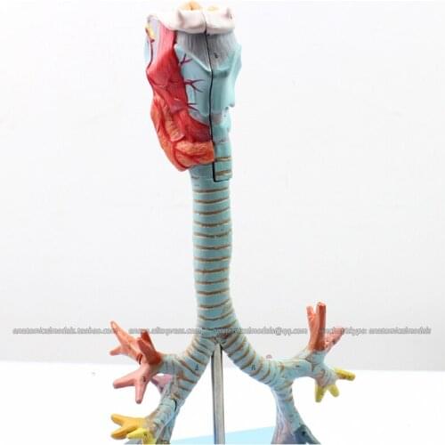 CMAM/12502 Larynx,Trachea and Bronchial Tree Model, Human Respiratory System Medical Teaching Anatomical Model