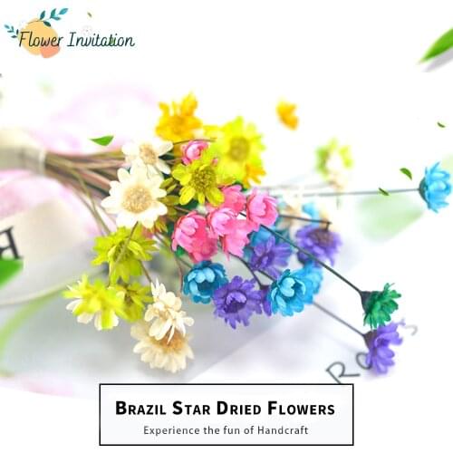Brazilian Star Filling Material Handmade True Plant Specimen Dried Flowers For DIY Resin Epoxy Jewelry