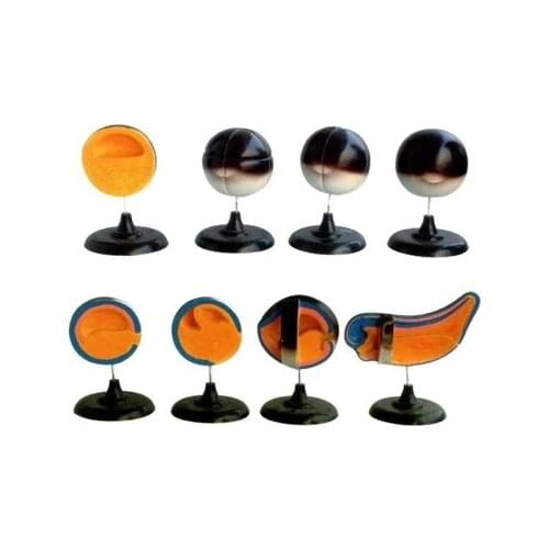 Frog embryo development process model Simulation model of embryo formation process free shipping