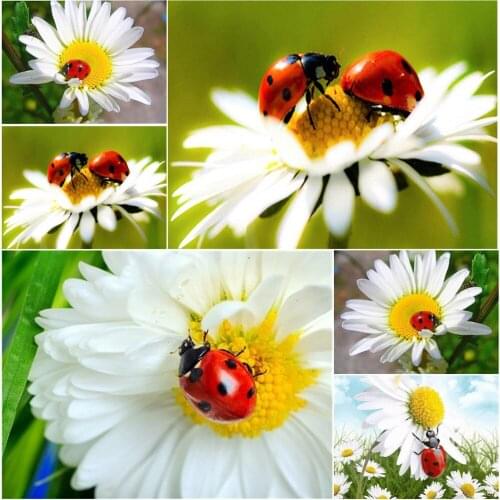 DIY 5D Diamond Painting Flower Ladybug Daisy Full Drill Embroidery Art Picture Rhinestone Cross Stitch Kit Home Decoration Gift