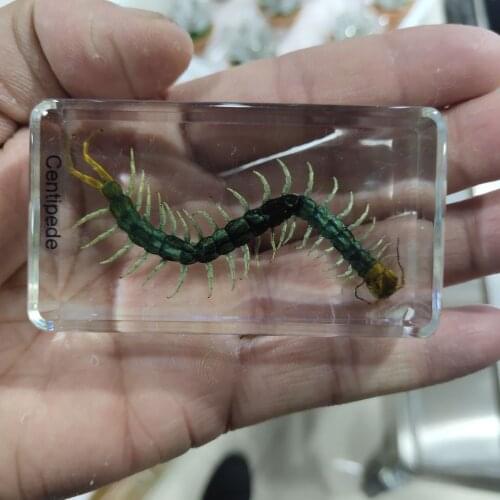 1pcs scolopendra Insect Furnishing Articles Wall Hanging Art&Craft