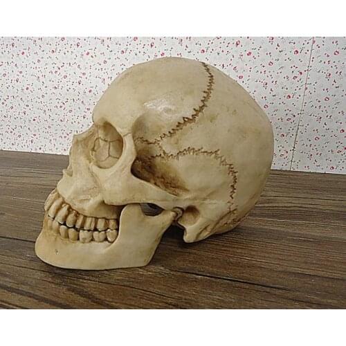 2019 Hot sale Medical model human skull head skull ghost simulation archaeological skull Halloween ghost head high simulation