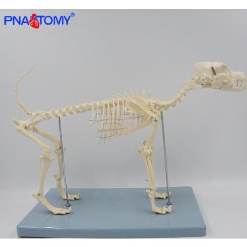 Dog Skeleton Model Canine Skeleton Anatomy Skull Spine Pelvis Lumbar Knee Anatomical Animal Model Educational Equipment Teaching