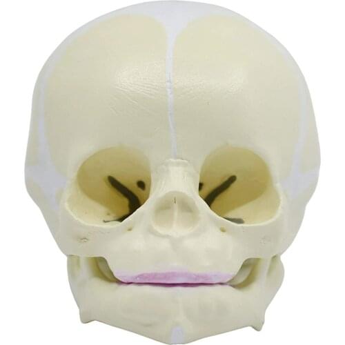 1: 1Human Fetal Skull Model Human Fetal Medical Skull Anatomical Skeleton Model Teaching Supplies Medical Science Tools