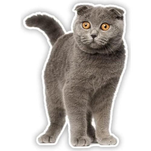 S50480# Various Sizes Personality PVC Decal Scottish Fold Cat Waterproof Car Sticker on Motorcycle Laptop Decorative
