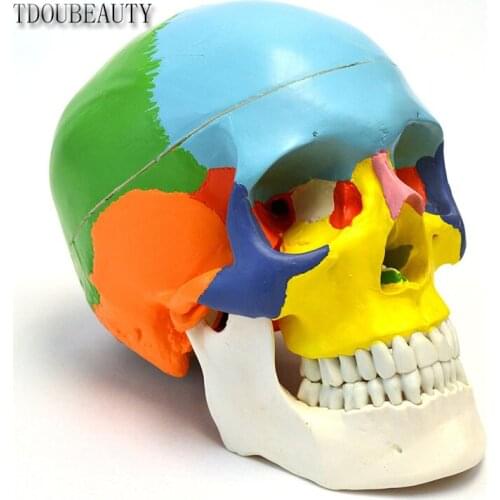 Manikin 22 Area Anatomy Didactic Color Painted, 3-part, Life Size, Anatomical Skull Model 1:1 By TDOUBEAUTY FreeShipping