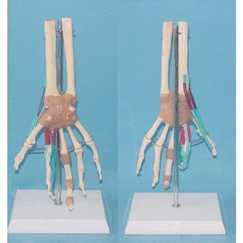Free Shipping 1:1 Life Size Human Anatomy Hand Joint Vascular Ligament Nerve Model Skeleton Medical Teaching