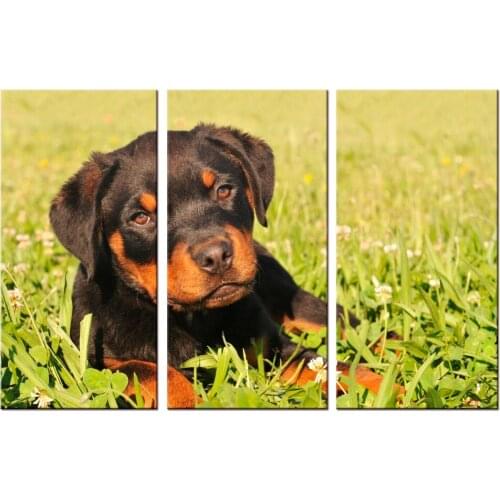 3 pieces / set canvas Art new Cute Dogs Animals Canvas Print Painting Wall Art decorations for home Painting Picture