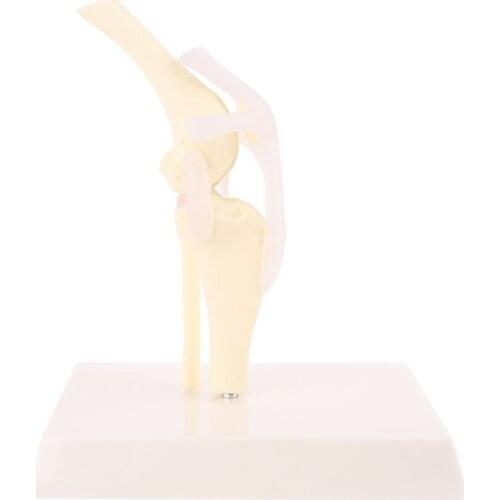 Dog Canine Knee Joint Model Veterinary Teaching Research Skeleton Animal Display