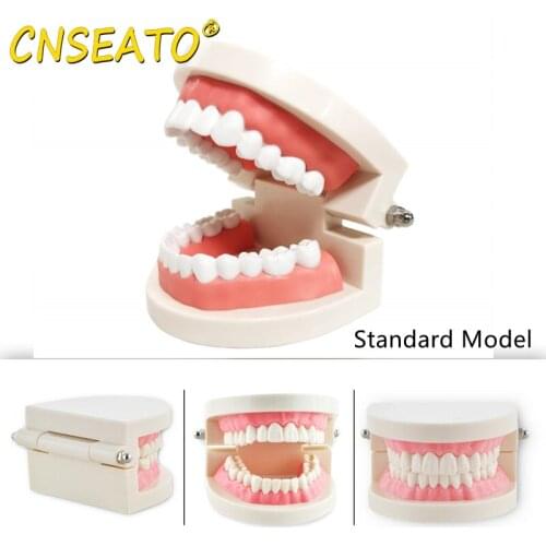 CNSEATO Dental Standard Teach Study Model Typodont Analysis Demonstration Model