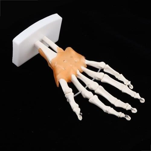 Human Hand Skeleton Model on Base Stand, Human Anatomical Model, Articulated, Life Size