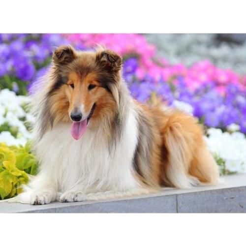 Diamond Mosaic Collie dog picture 5D DIY Diamond Painting Cross Stitch cute pet full drill square rhinestone home decor L613