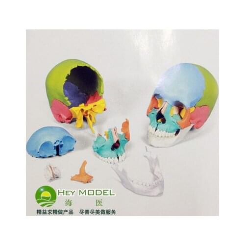 Colored skull model Detachable 22 pcs human skull model free shipping