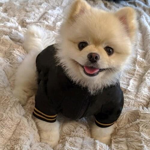 Designer Dog Jacket for Small Medium Dogs Luxury Print Dog Clothes French Bulldog Clothing Winter Puppy Dogs Pets Costume A21