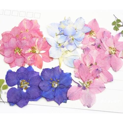 Original color Larkspur Dried pressed flower Arrangements Wedding Decoration Flowers Free Shipment 120pcs