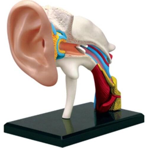 4d Human Ear Anatomy Model Skeleton Medical Teaching Aid Puzzle Assembling Toy Laboratory Education Classroom Equipment