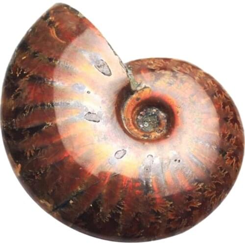 1PC Natural Iridescent Ammolite Ammonite Specimen Fossil Madagascar Stones 4-5cm
