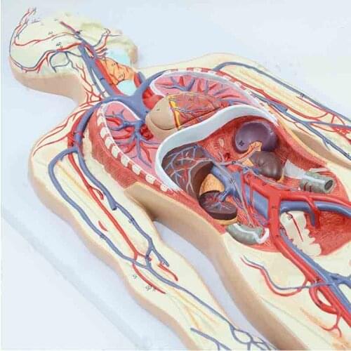 Human blood circulation system model, systemic circulation, pulmonary circulation cardiac artery and vein model